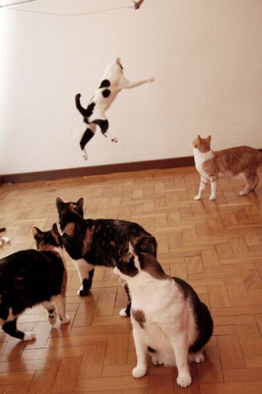 Летающие котэ