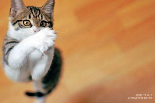 Летающие котэ