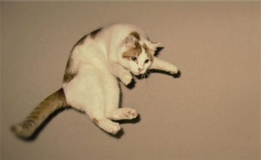 Летающие котэ