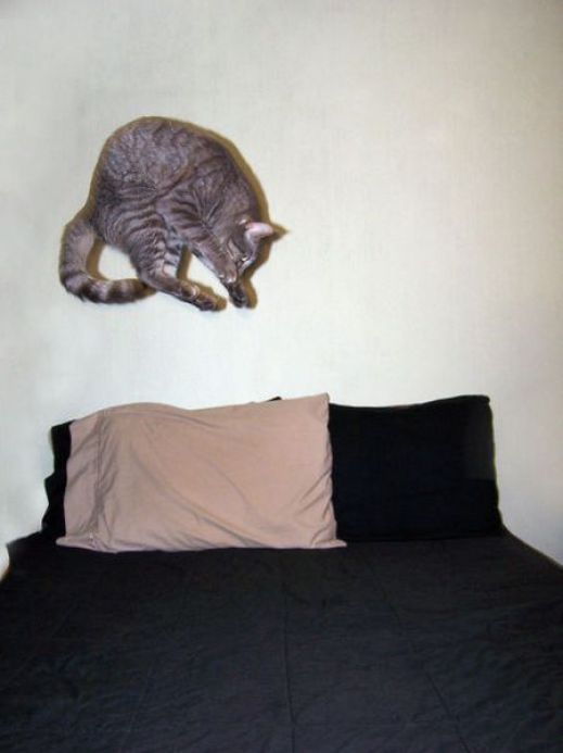 Летающие котэ
