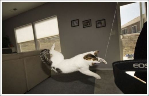 Летающие котэ