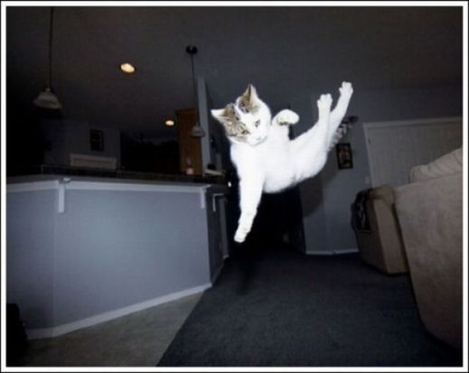 Летающие котэ
