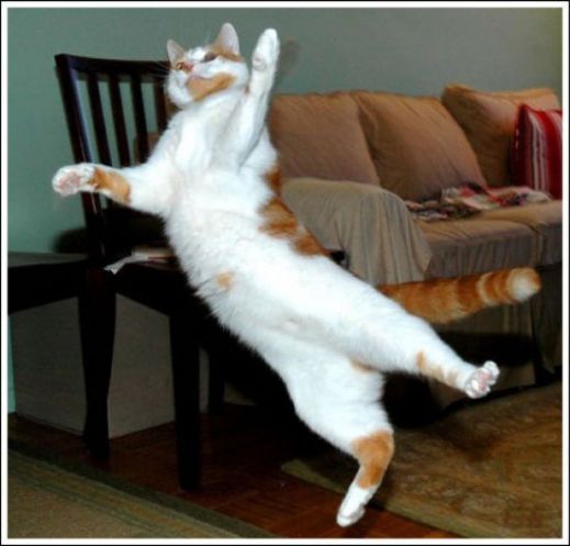 Летающие котэ