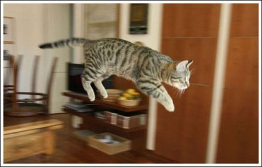 Летающие котэ