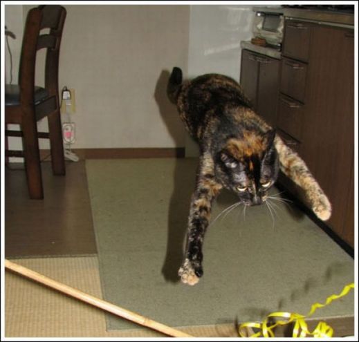 Летающие котэ