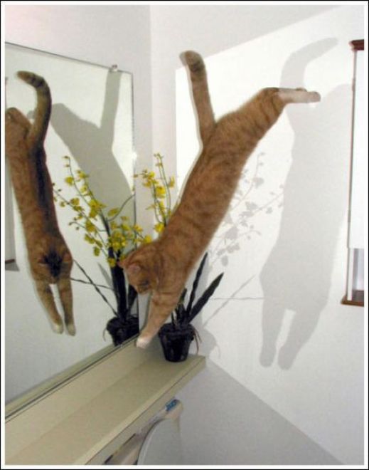 Летающие котэ