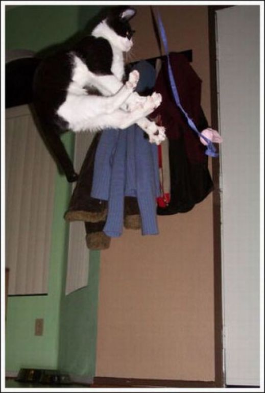 Летающие котэ