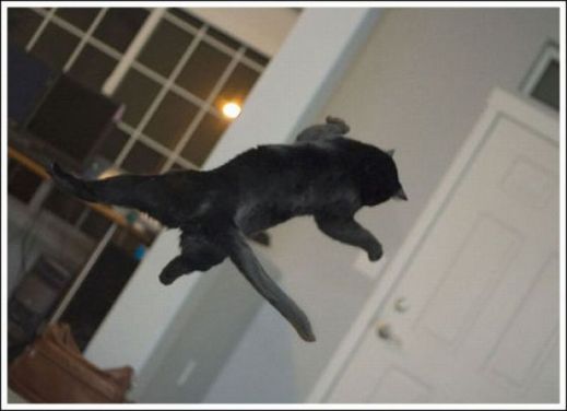 Летающие котэ