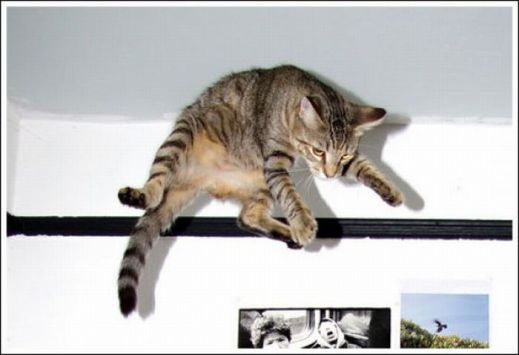 Летающие котэ
