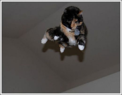 Летающие котэ