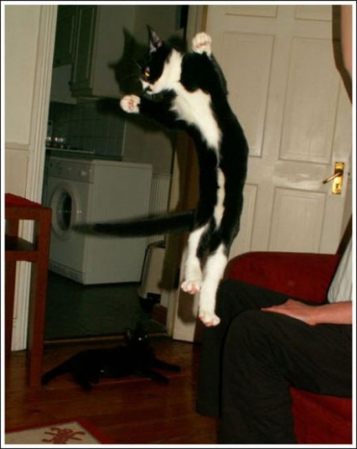 Летающие котэ