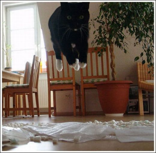Летающие котэ