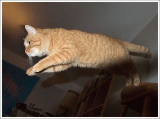 Летающие котэ