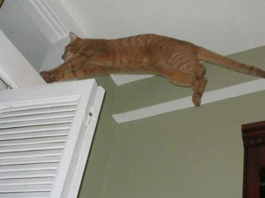 Летающие котэ
