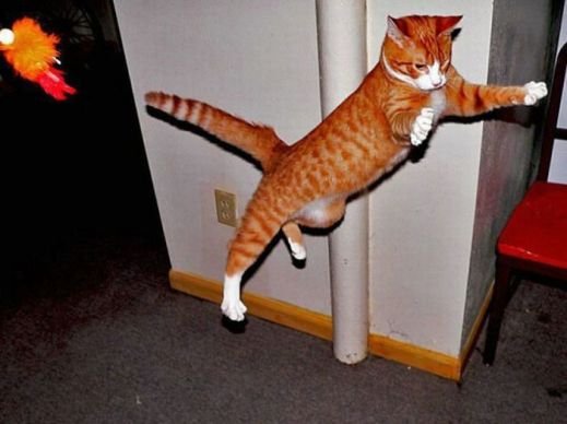 Летающие котэ
