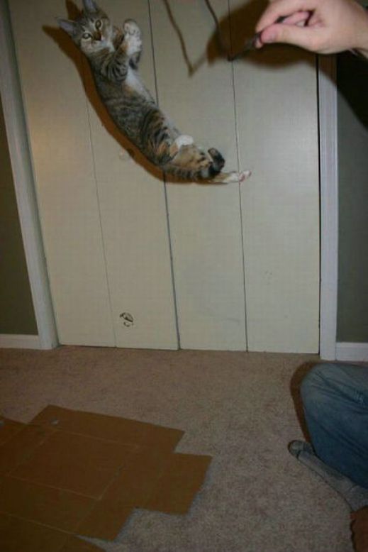 Летающие котэ
