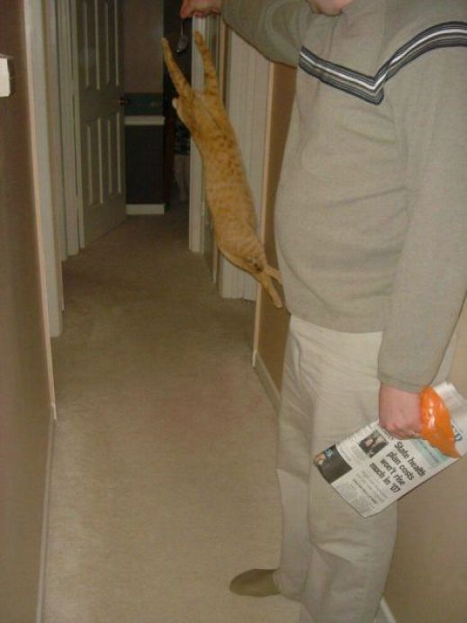 Летающие котэ