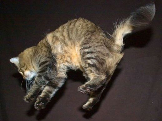Летающие котэ