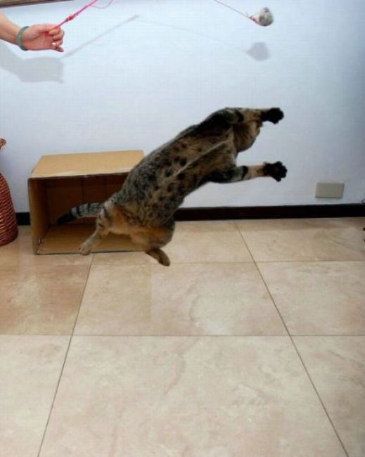Летающие котэ