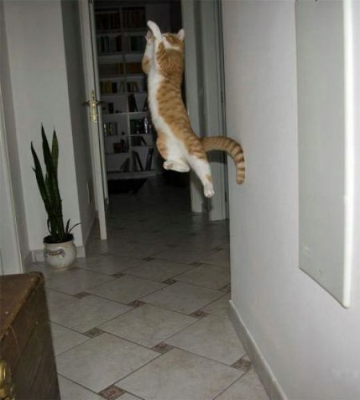 Летающие котэ
