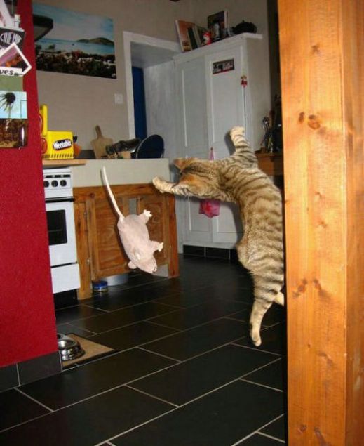 Летающие котэ