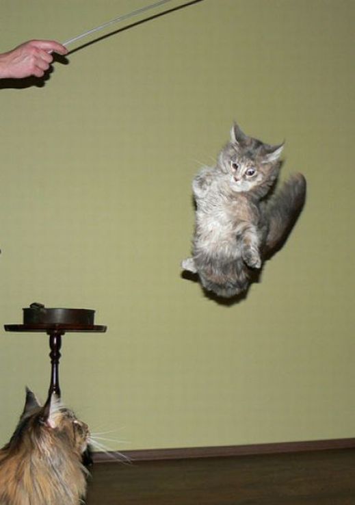 Летающие котэ
