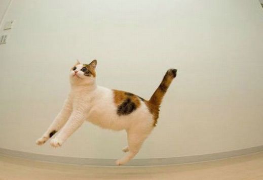 Летающие котэ