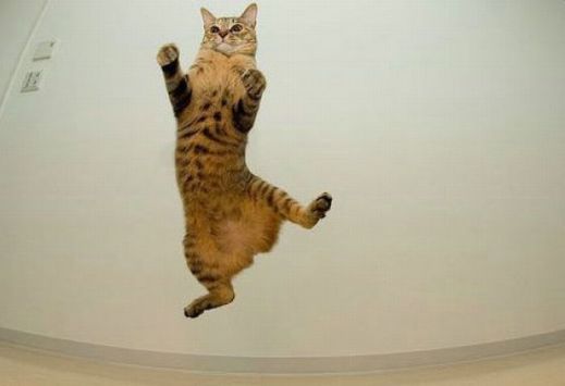 Летающие котэ