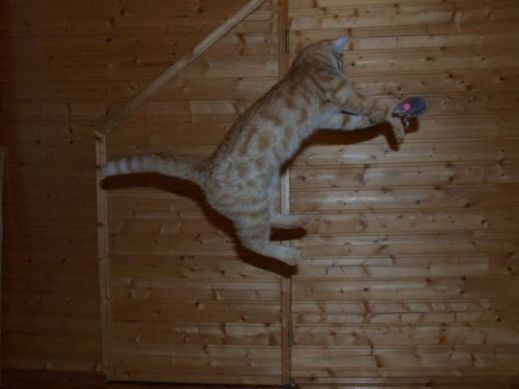 Летающие котэ