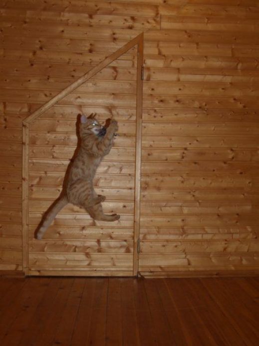 Летающие котэ