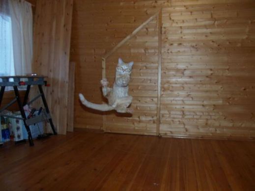 Летающие котэ