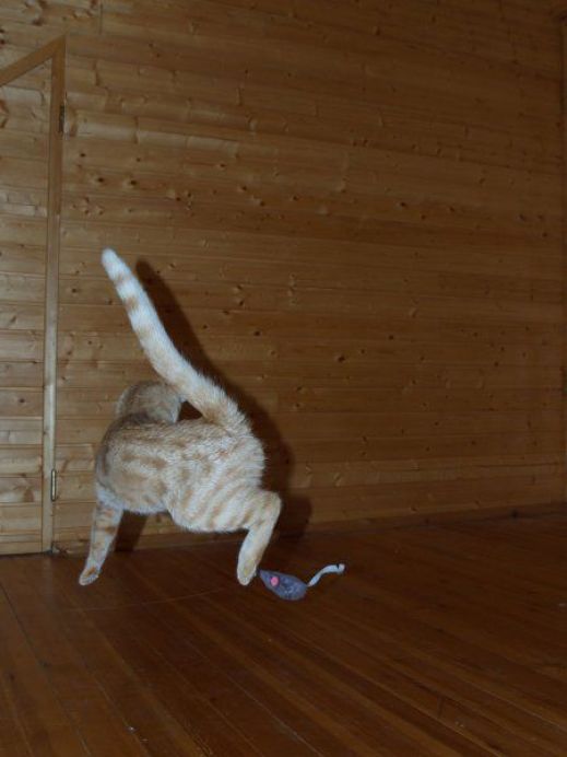 Летающие котэ