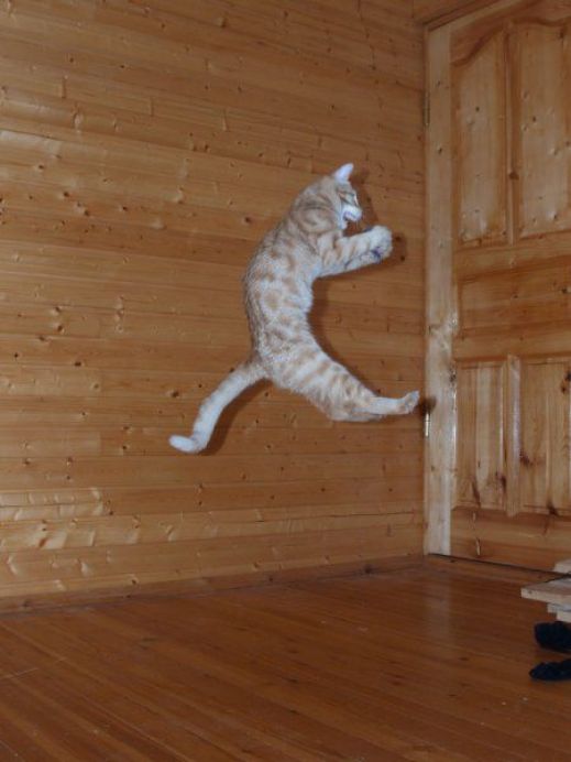 Летающие котэ