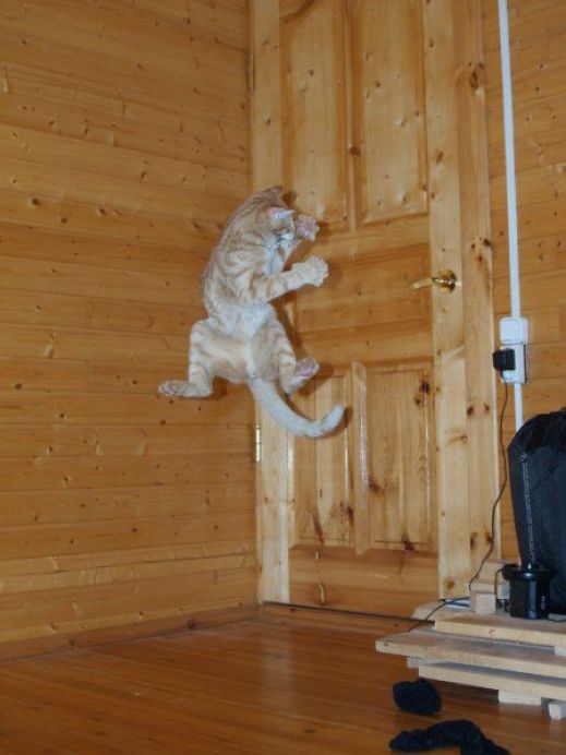 Летающие котэ