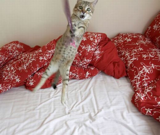 Летающие котэ