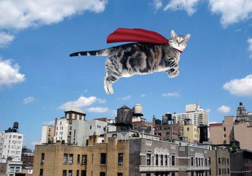 Летающие котэ