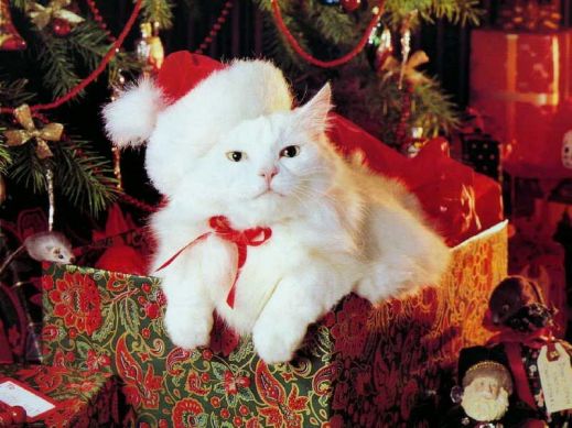 Новый год и кошки