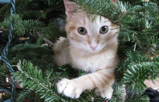Новый год и кошки
