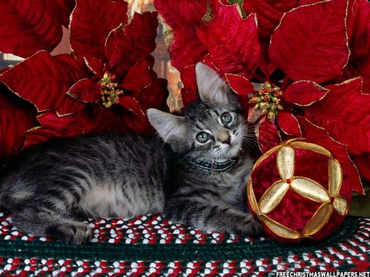 Новый год и кошки