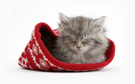 Новый год и кошки