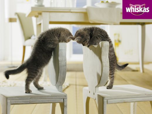 Киски от Whiskas