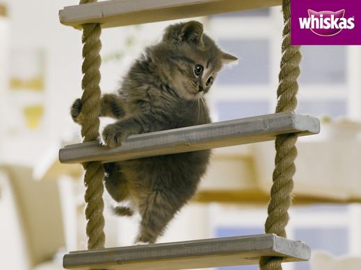 Киски от Whiskas