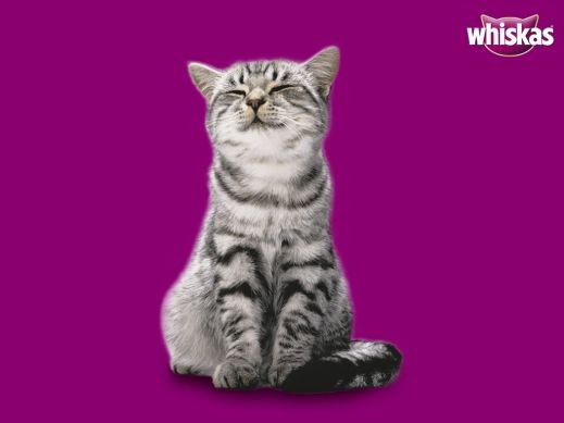 Киски от Whiskas