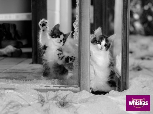 Киски от Whiskas
