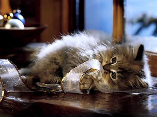 Киски от Whiskas