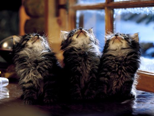 Киски от Whiskas