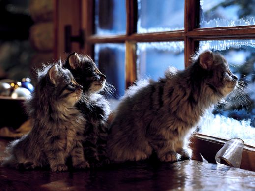Киски от Whiskas