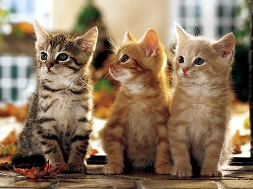 Киски от Whiskas