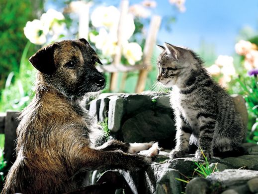 Киски от Whiskas