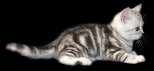 Киски от Whiskas